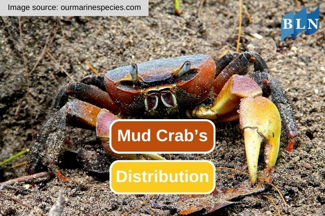 The Fascinating Distribution of Mud Crab 